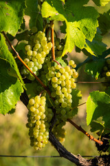 Vineyard with Hibernal near Cejkovice, Southern Moravia, Czech Republic