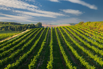 Vineyards with flovers near Cejkovice, Southern Moravia, Czech Republic