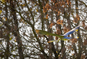 Gray heron (Ardea cinerea), Gemenc, unique forest between Szekszard and Baja, Dunaj-Drava National Park, Hungary