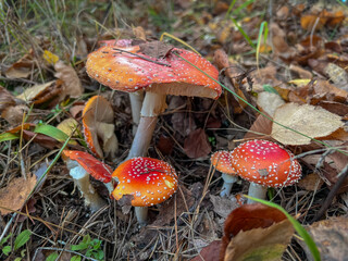 A group of red and white mushrooms are growing in the grass