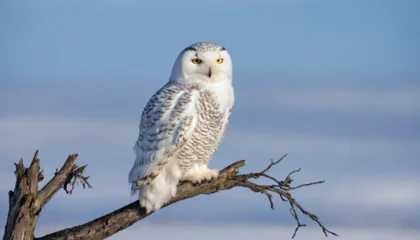 snowy owl perched on a branch against a light blue sky