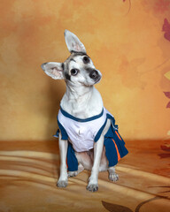 Mixed breed dog posing by a fall backdrop