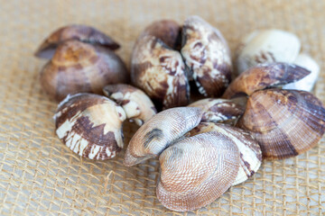 Oyster shells  oyster dinner  macro, background.