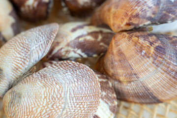 Oyster shells  oyster dinner  macro, background.