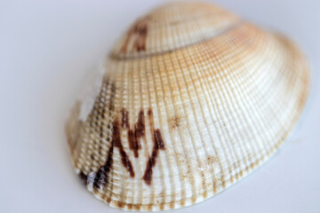 Oyster shells  oyster dinner  macro, background.