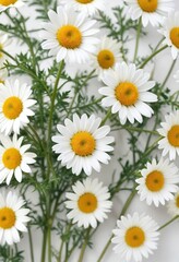 Fototapeta premium Macro shot of camomile leaves and stems against a white surface, plant, green