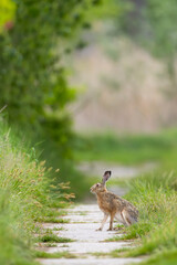 Field hare (Lepus europaeus) in Bird park Kosteliska near Dubnany, Southern Moravia, Czech Republic