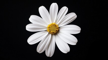 Fototapeta premium White Daisy on Black Background - Purity, simplicity, elegance, nature, bloom. A single white daisy stands out against a stark black backdrop.