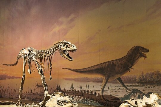 Drumheller Canada - 30 December 2023 - Dinosaur fossils in the Royal Tyrrell Museum of Paleontology in Drumheller, Alberta Canada