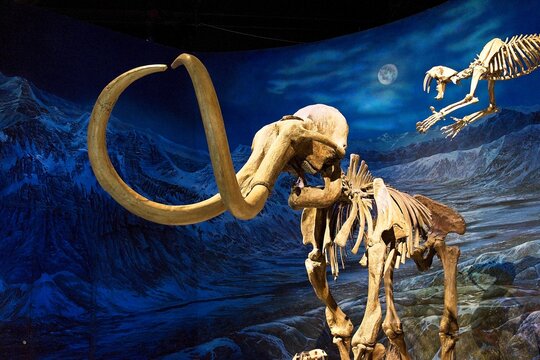 Drumheller Canada - 30 December 2023 - Mammoth fossil in the Royal Tyrrell Museum of Paleontology in Drumheller, Alberta Canada