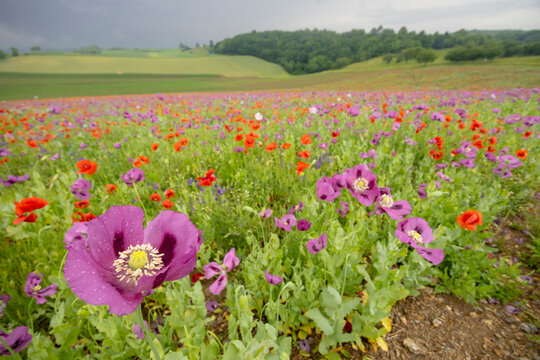 Typical spring landscape with poppies near Silica (Szilice), National Park Slovak Kras, Slovakia - Powered by Adobe