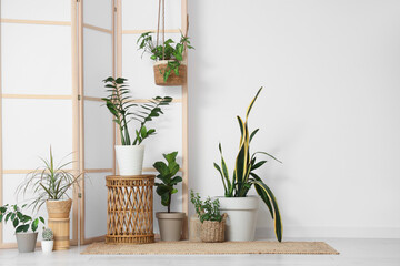 Table with green plants and folding screen near light wall in room