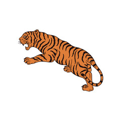 tiger on white background