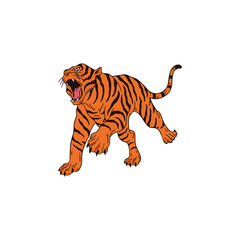 tiger on white background