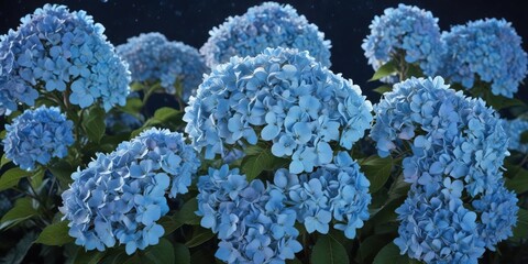 Moonlit hydrangeas glow with an soft blue light as they lean towards the night sky, their beauty mesmerizing , bloom, blue