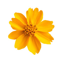 Vibrant Yellow Cosmos Flower  Isolated Bloom  Closeup  Botany  Floral  Nature  Garden  Pet