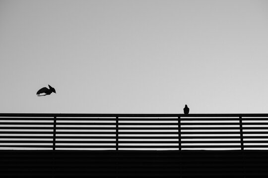 Siluetas de un par de p&aacute;jaros minimalista