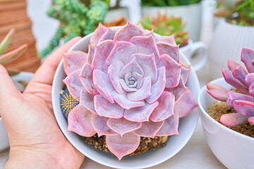 Suculenta rosada en un macetero blanco © Malia