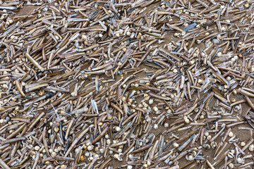 Razor clam shells and other assorted sea shells on beach