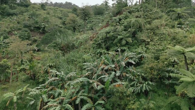 Forest with Tall Tree Drone Jib Up