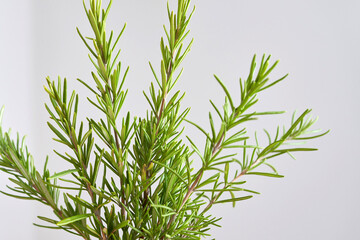 Plantita de romero en la cocina