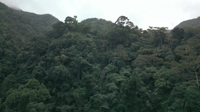 Ancient Rainforest Drone Push In