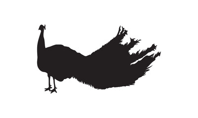 ostrich vector illustration