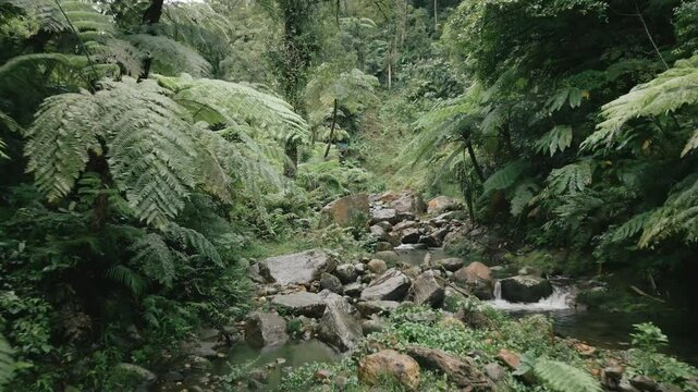Fly Through Rocks and River in Rainforest