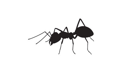 ant isolated on white background