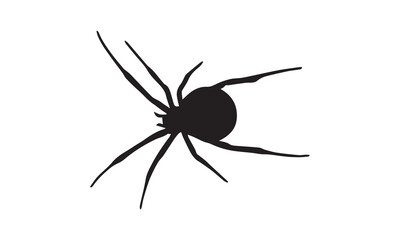 spider on a white background