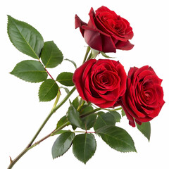 Naklejka premium red roses isolated on white background