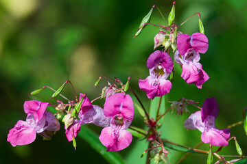 Drüsiges Springkraut in der Blüte