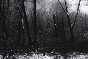 Fototapeta premium Dark branches against a background of thick fog, horror winter forest 