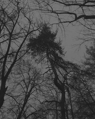 Tree in winter forest, view from below, tree against sky, Epic tree in the woods, Atmospheric Black Metal forest, winter dark spooky forest, grey sky 
