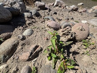 A fresh Persicaria maculosa plant blooms at the bottom of a rock. Persicaria maculosa, spotted lady's thumb, Jesusplant, redshank flowers close-up. Seedhead of Polygonum persicaria.
