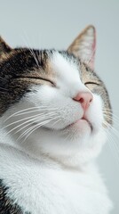 Closeup cat portrait indoor setting high-resolution textures minimalist environment serene viewpoint