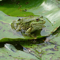 Obraz premium Wasserfrosch mit KI erstellt