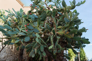 Obraz premium Trees of prickly pear cactus against the buildings in shade