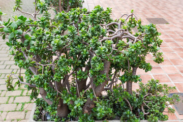 Crassula ovata growing in big flower pot outdoors