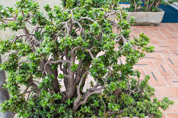 Crassula ovata growing in big flower pot outdoors