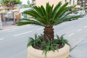 Young Mediterranean dwarf palm in a tub on town street