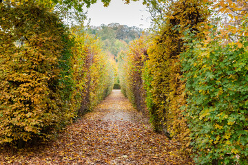 Hedges of trimmed deciduous trees on walkway both sides