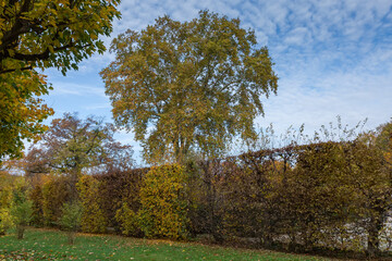 Old plane tree with hedge on foreground in autumn park