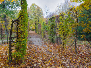 Obraz premium Hedges of trimmed deciduous trees on alley both sides