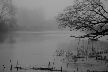 gloomy beautiful landscape with fog over river and leafless trees hanging over calm water