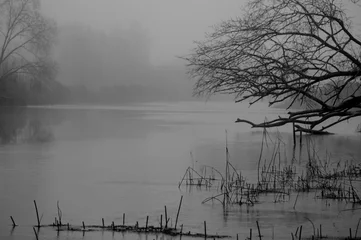 Selbstklebende Fototapeten gloomy beautiful landscape with fog over river and leafless trees hanging over calm water © Neils