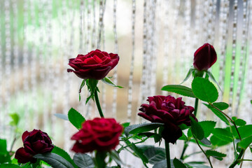 roses in the home