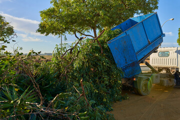 Árboles y ramas caídas tras el temporal