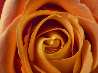 Macro Orange Rosenbl&uuml;te On Top