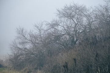 bare leafless trees in misty morning dull light